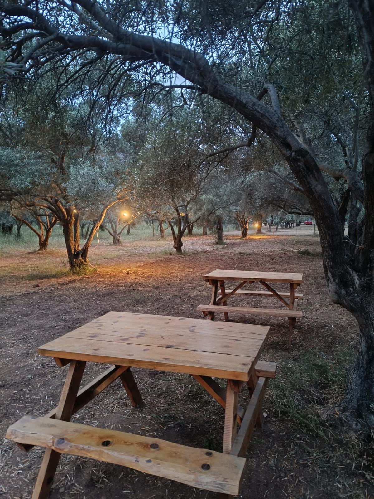 Kamp ateşi